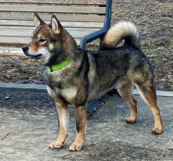 picture of dog