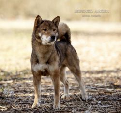 picture of dog
