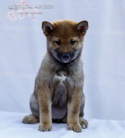 picture of dog