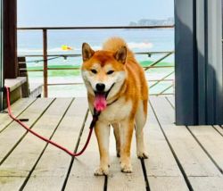 picture of dog