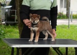 picture of dog