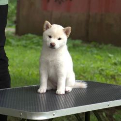 picture of dog