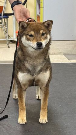 picture of dog