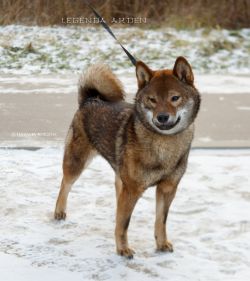 picture of dog