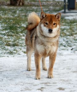 picture of dog