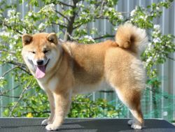 picture of dog