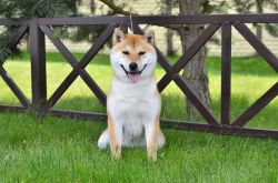 picture of dog