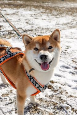 picture of dog