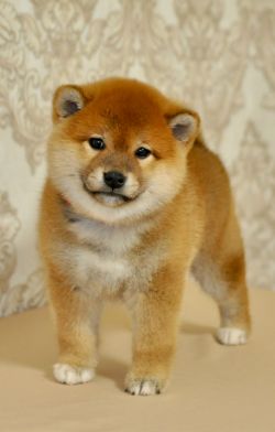 picture of dog