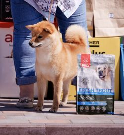 picture of dog