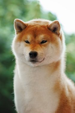 picture of dog