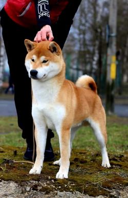 picture of dog