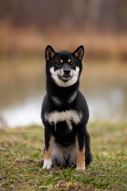 picture of dog