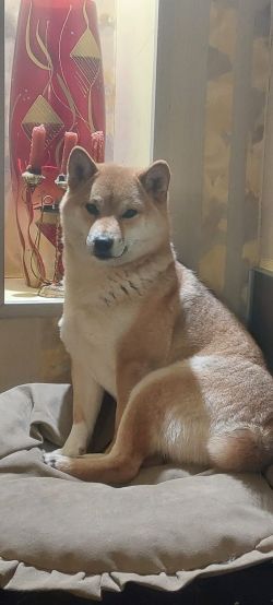 picture of dog