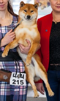 picture of dog