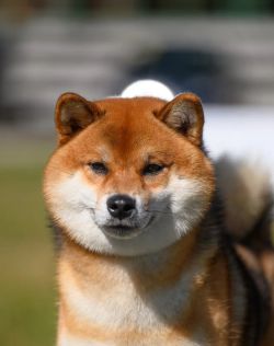 picture of dog