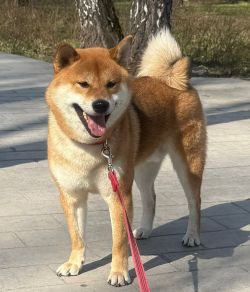 picture of dog