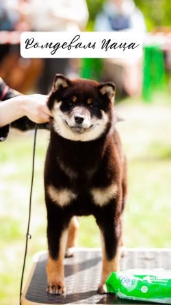 picture of dog