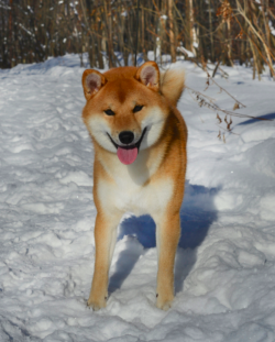 picture of dog