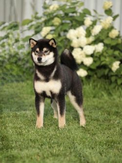 picture of dog