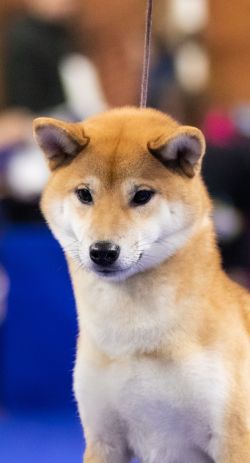 picture of dog