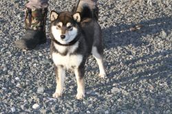 picture of dog