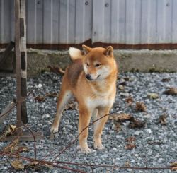 picture of dog