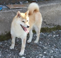 picture of dog