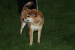 picture of dog
