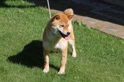 picture of dog
