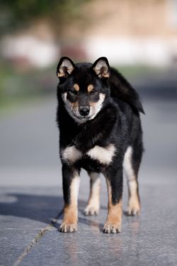 picture of dog