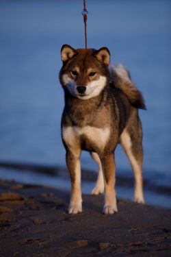 picture of dog