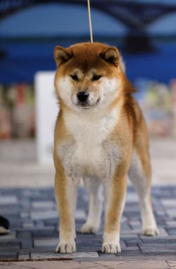 picture of dog