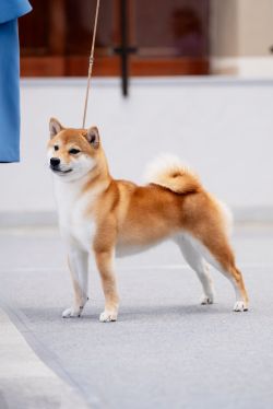 picture of dog