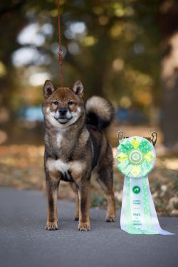 picture of dog