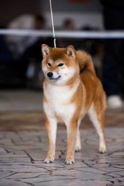 picture of dog