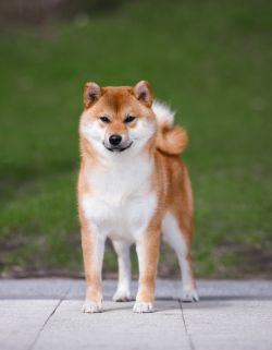 picture of dog