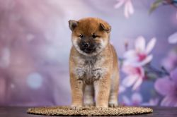picture of dog