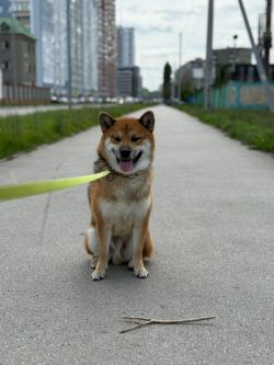 picture of dog