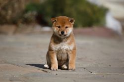 picture of dog