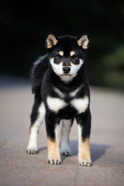 picture of dog