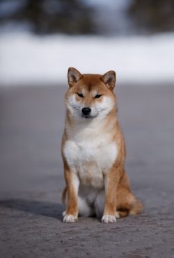 picture of dog