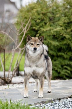 picture of dog