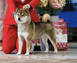 picture of dog