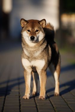 picture of dog