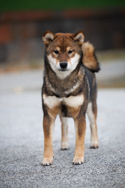 picture of dog