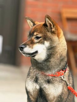 picture of dog