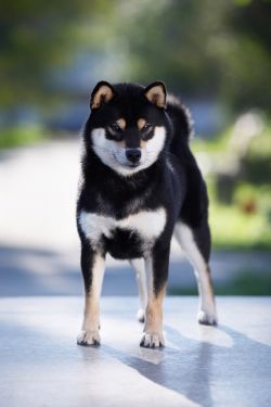 picture of dog