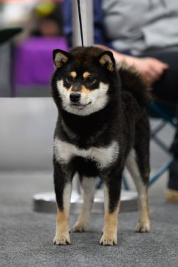 picture of dog