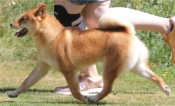 picture of dog